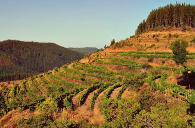 Pinot Noir Chile Escaleras Empedrado